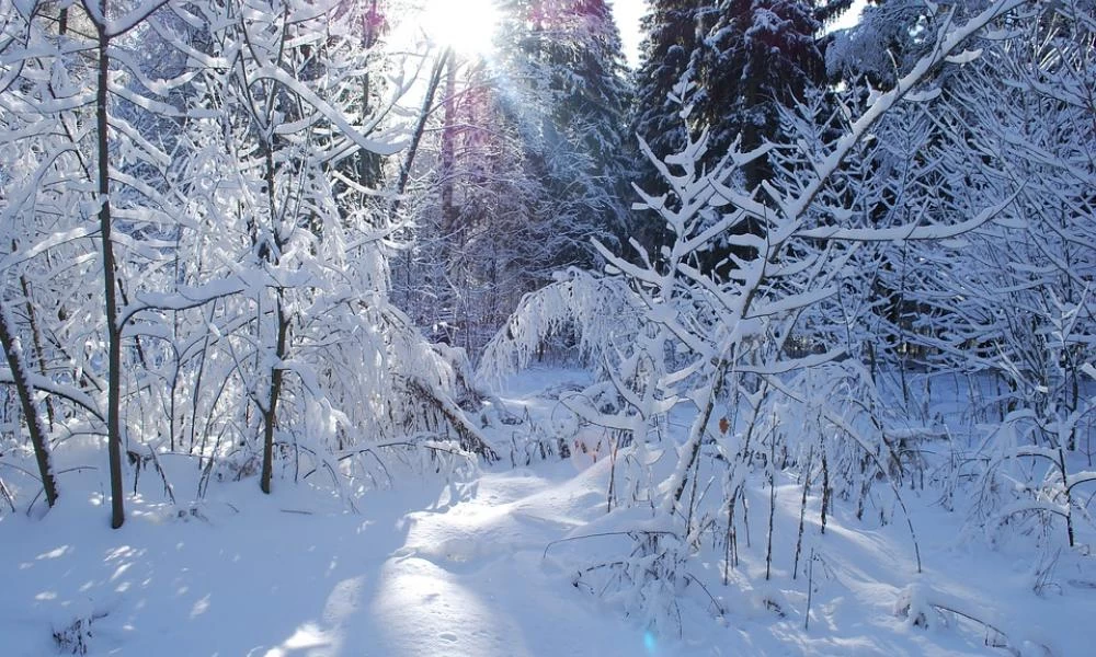 Μητέρα έγδυσε παιδιά της και βρέθηκαν γυμνοί στους -15 βαθμούς Κελσίου στο δάσος